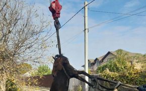 Конь упал в канализацию в Кривом Роге: беднягу тянули автокраном