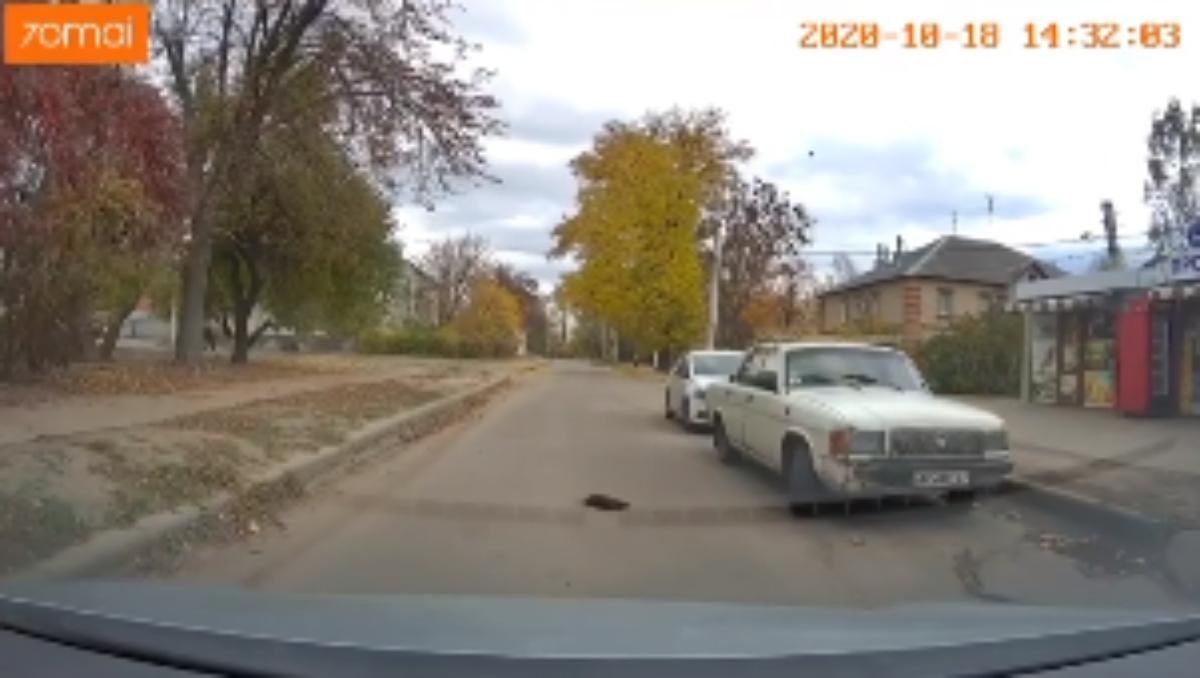 Переїхав кошеня та кинув помирати на очах дітей: у Харкові скоїли жахливий вчинок - 24 Канал Переїхав кошеня та кинув помирати на очах дітей: у Харкові скоїли жахливий вчинок - 24 Канал