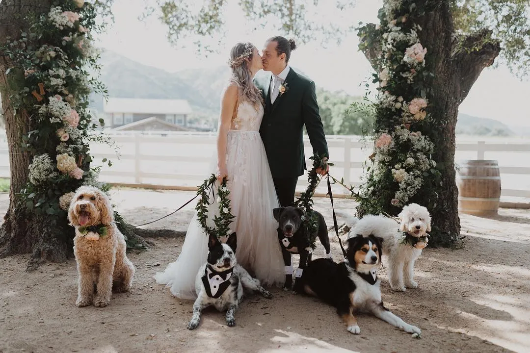 Ця пара вирішила одягнути святково навіть домашніх улюбленців Ця пара вирішила одягнути святково навіть домашніх улюбленців