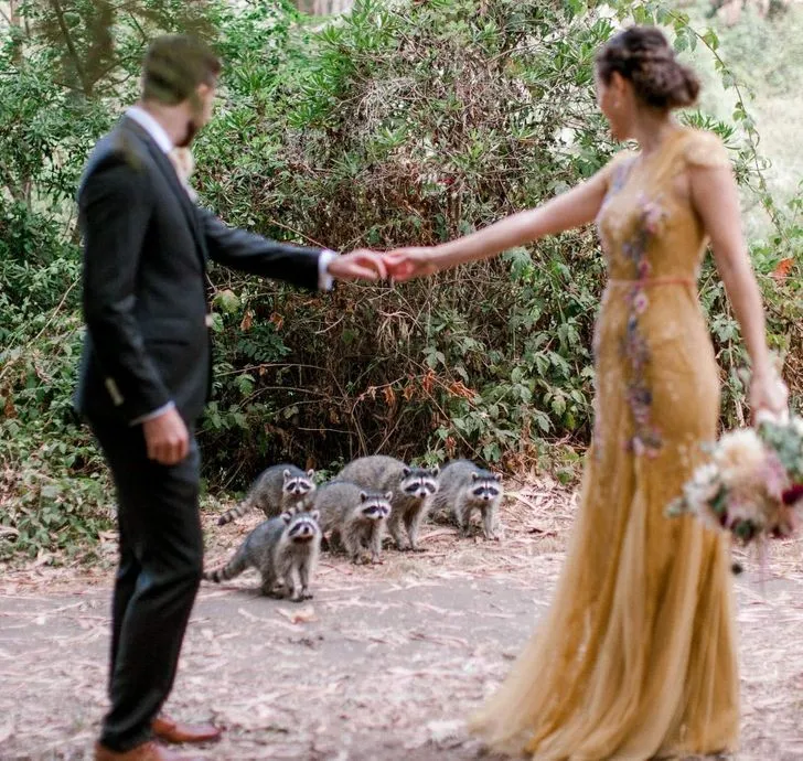 Пухнастих гостей на весіллі молодята не планували Пухнастих гостей на весіллі молодята не планували