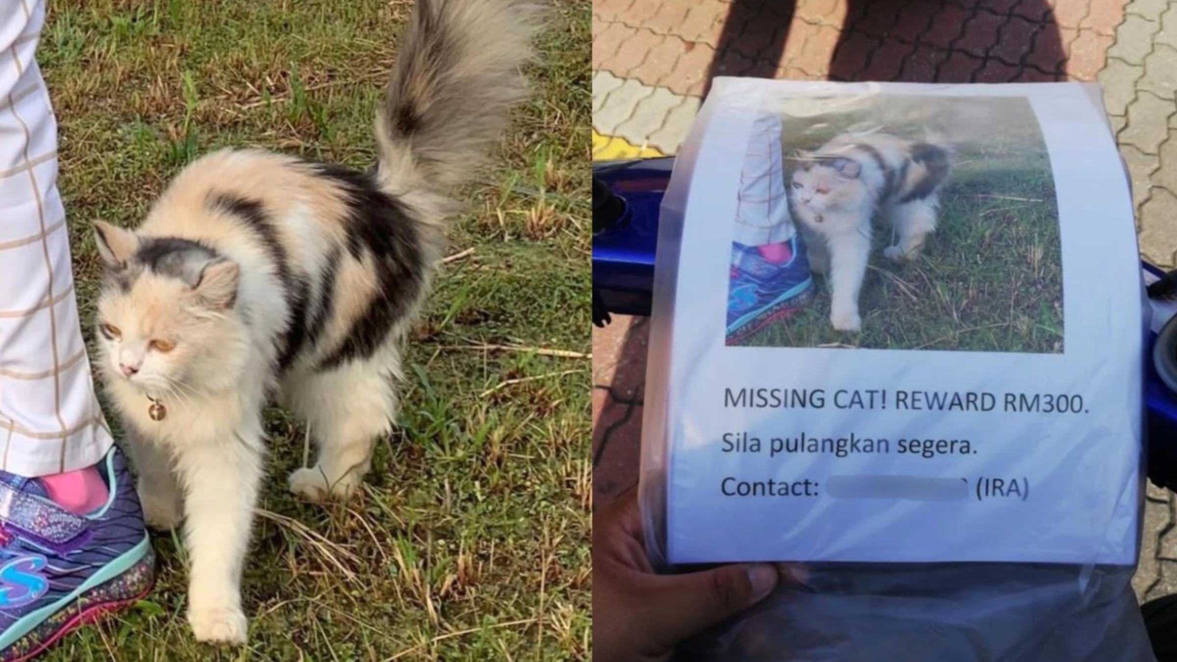 Видел только фото с объявления: как собака помогла найти потерянного кота