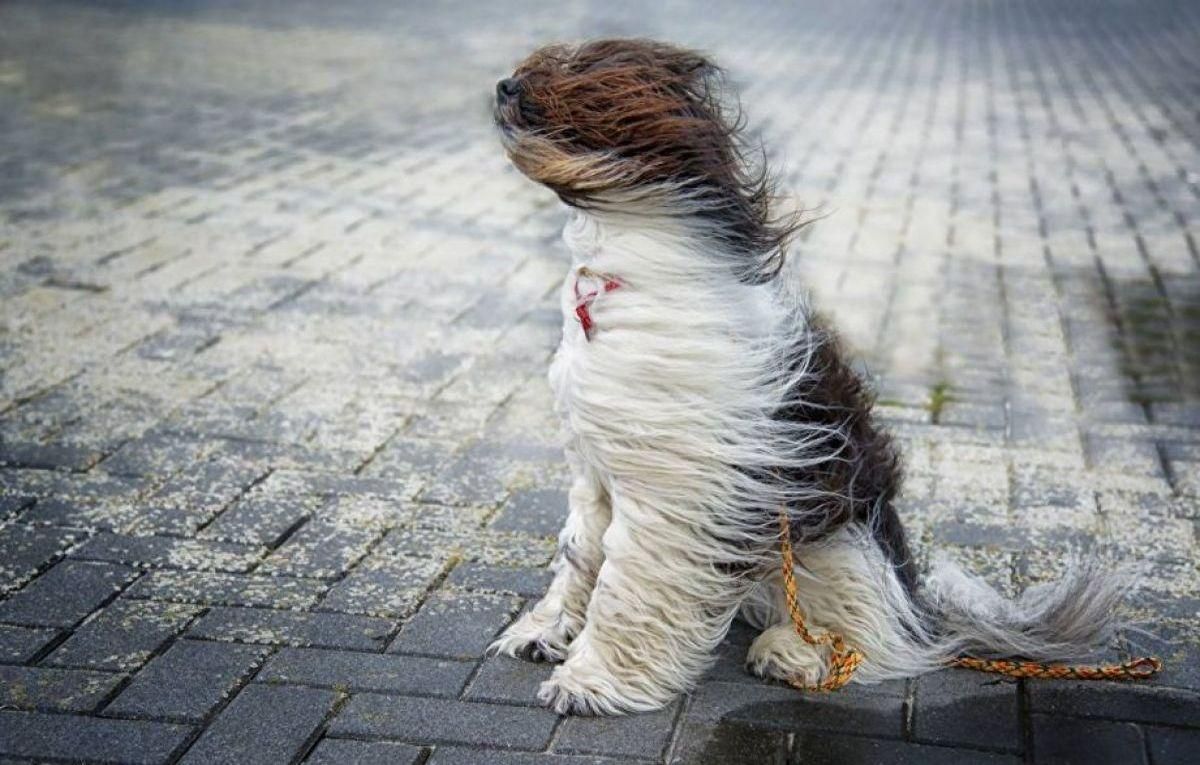 Украину накроет штормовой ветер: где ждать непогоды Украину накроет штормовой ветер: где ждать непогоды