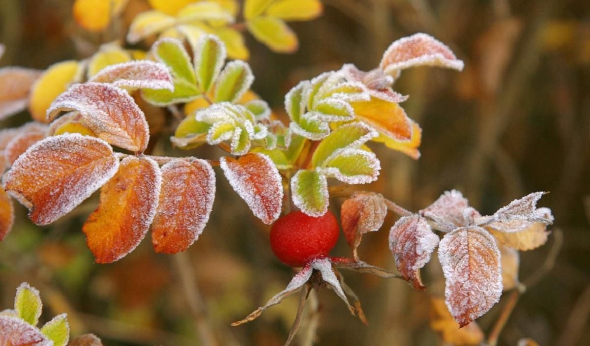 В Украину идут резкое похолодание и заморозки: где и когда ухудшится погода В Украину идут резкое похолодание и заморозки: где и когда ухудшится погода