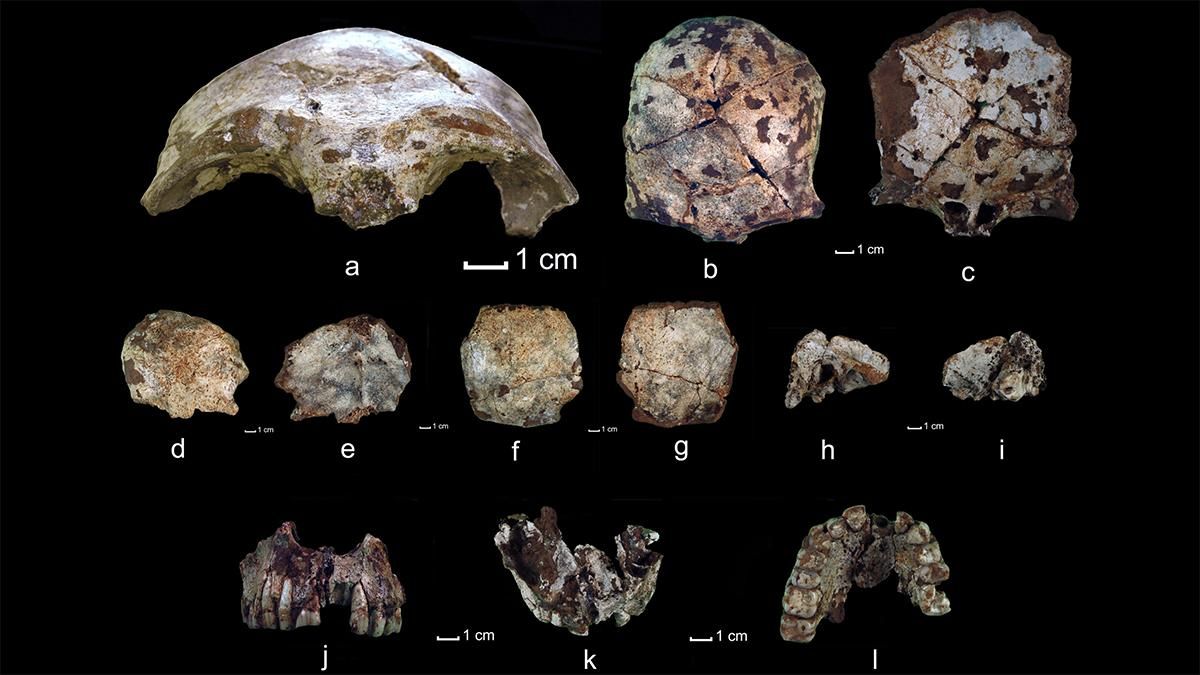 Как древнейший человек Индокитая выживал в джунглях Как древнейший человек Индокитая выживал в джунглях