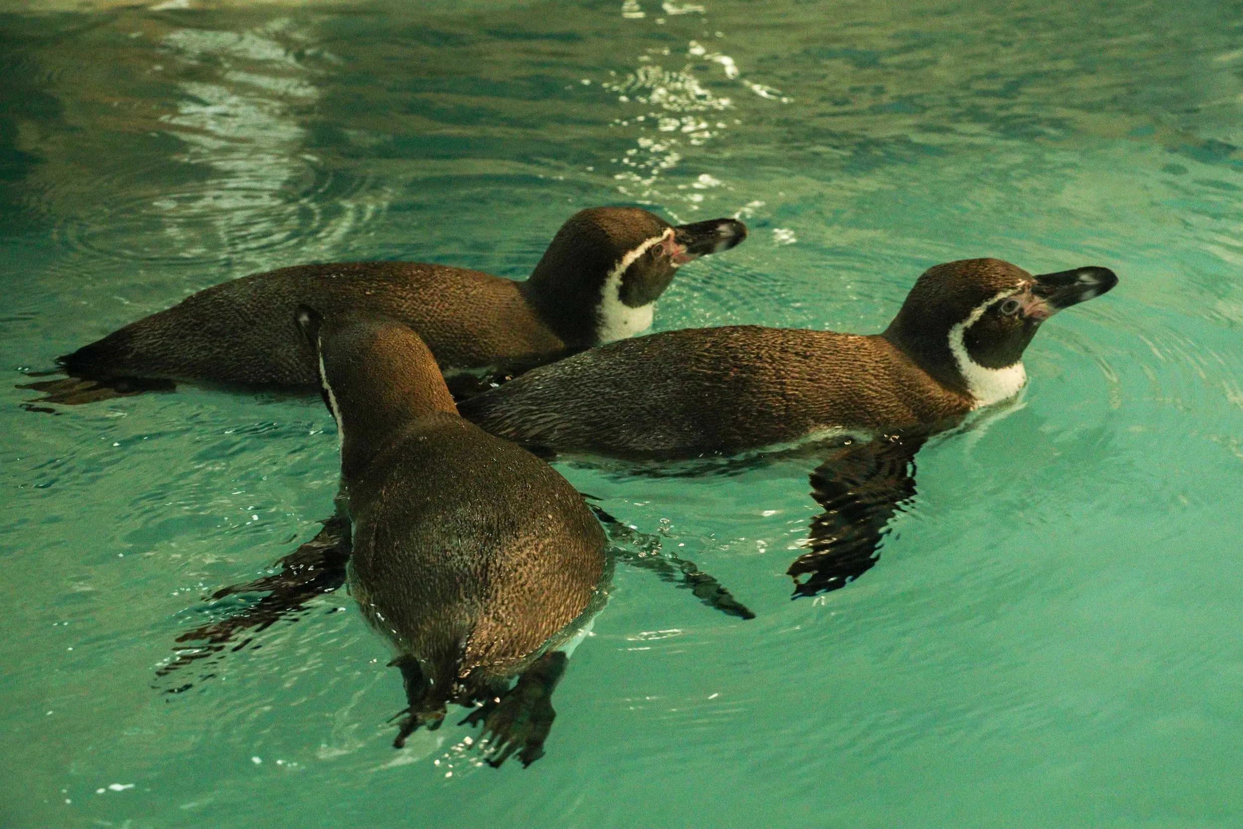 В Брориспіль прилетіли самки пінгвіна В Брориспіль прилетіли самки пінгвіна