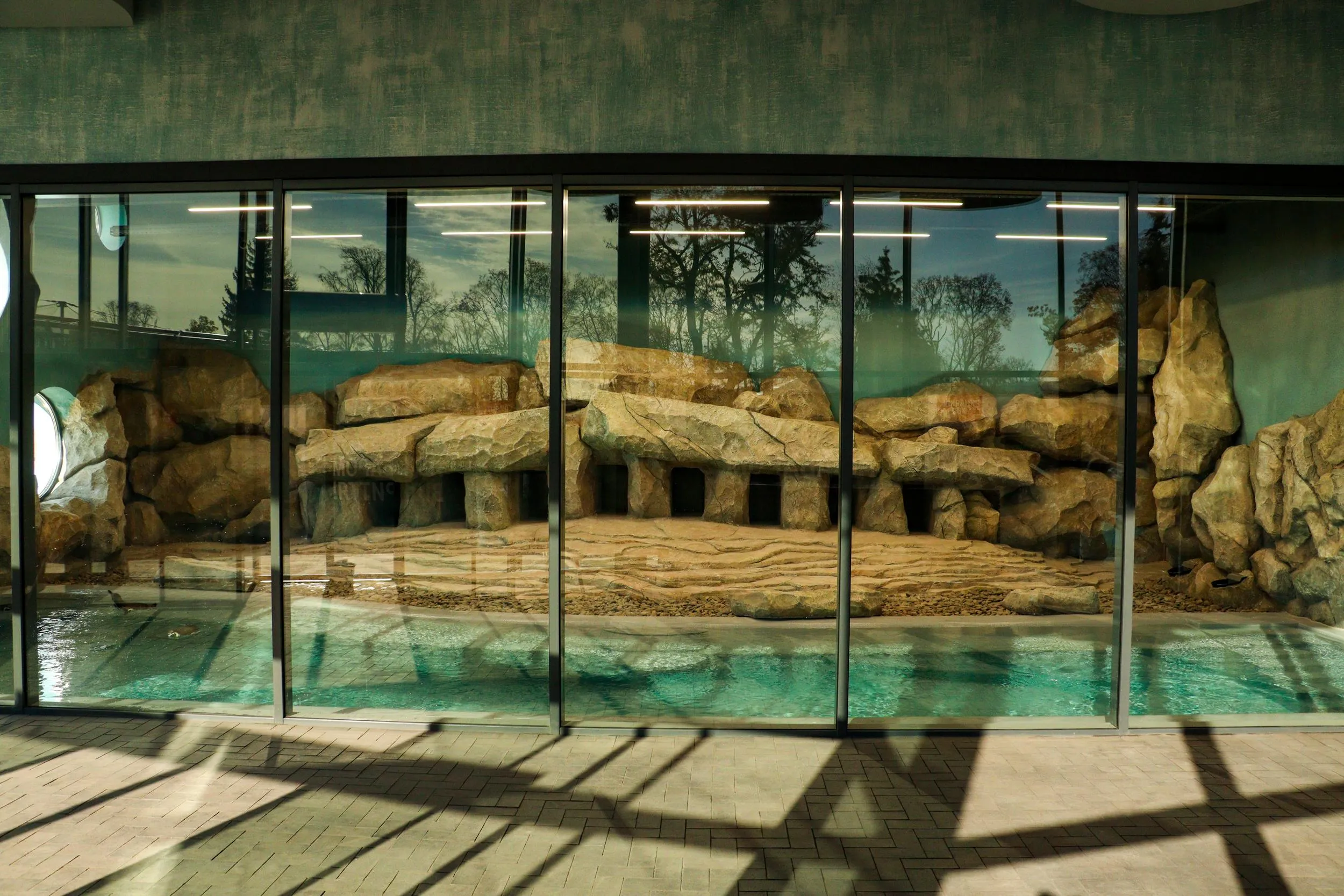 В Брориспіль прилетіли самки пінгвіна В Брориспіль прилетіли самки пінгвіна