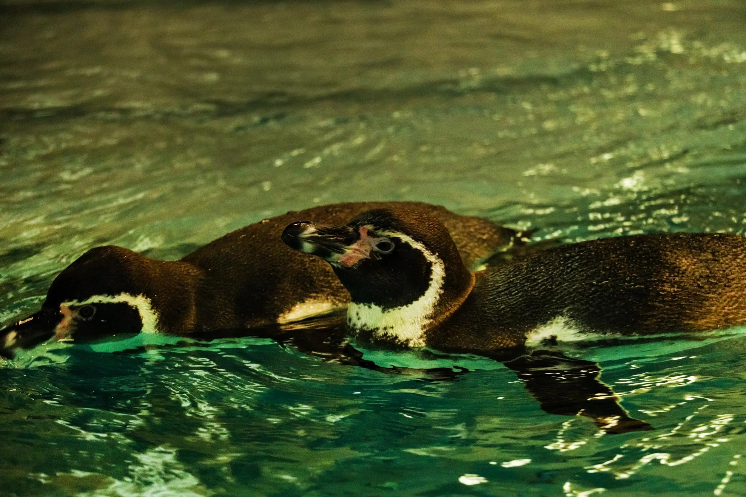В Брориспіль прилетіли самки пінгвіна 