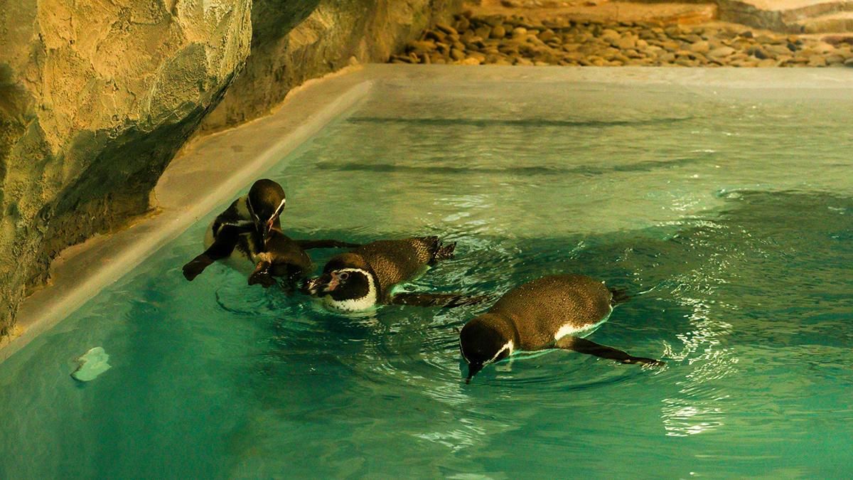 В "Борисполь" прибыли самки пингвинов из Амстердама: фото и видео этих красавиц