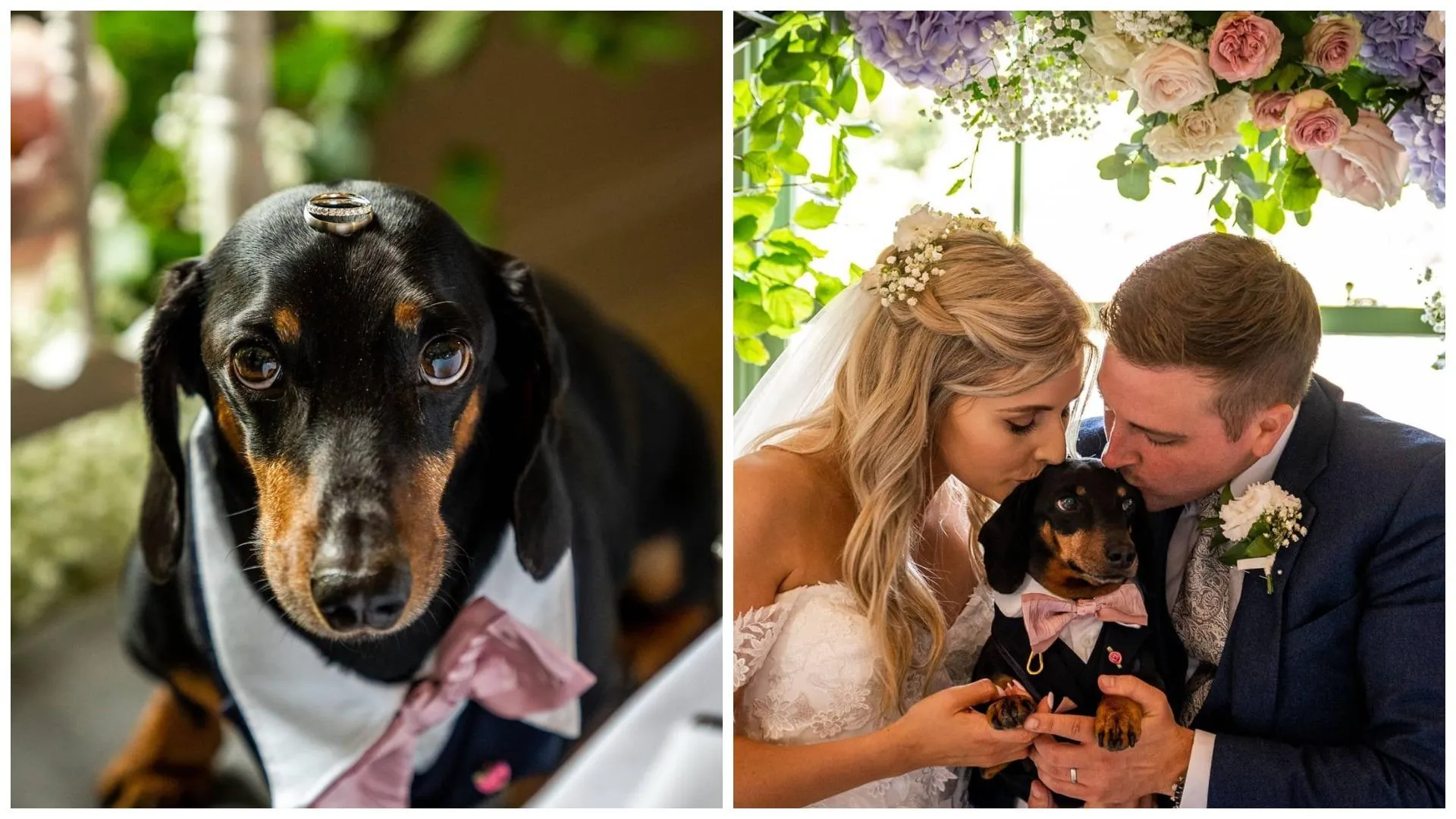 Такса носить на голові речі Такса носить на голові речі