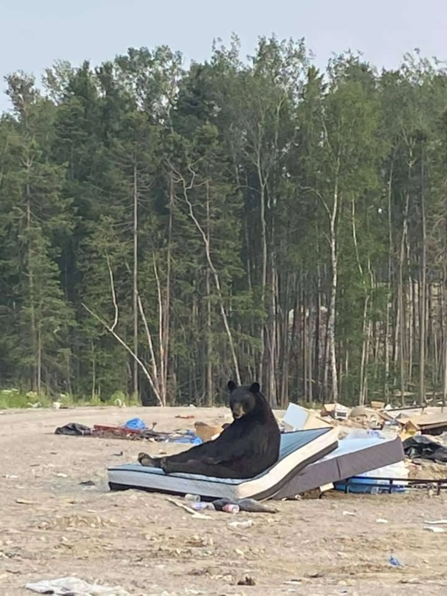 Ведмідт відпочивав на старому матрасі