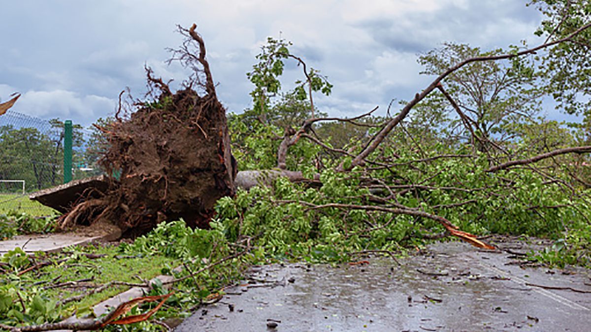 На Буковине пронесся ураган: деревья упали на дорогу и заблокировали перевал