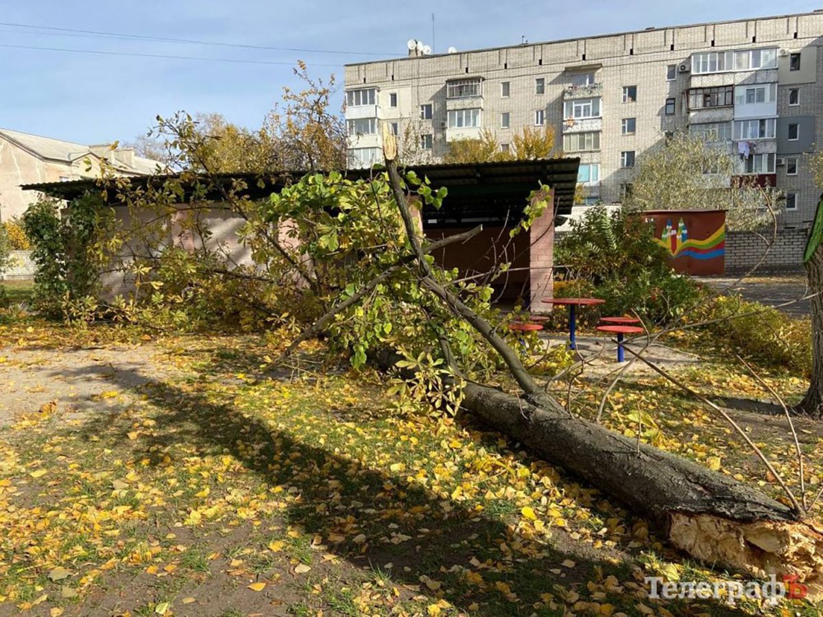 Умерла девочка, на которую в детском саду Кременчуга упало дерево