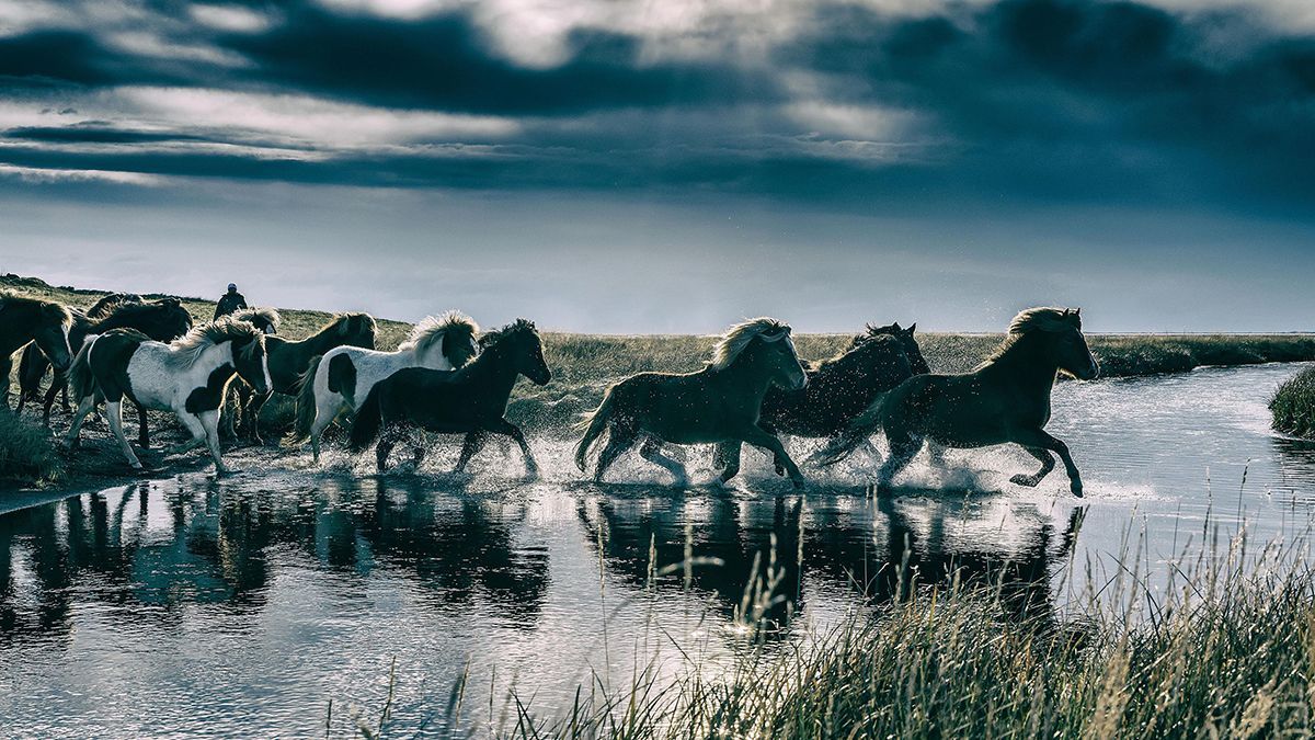 Коли людина приручила коней: науковці розкрили таємницю - Новини технологій - Техно Коли людина приручила коней: науковці розкрили таємницю - Новини технологій - Техно