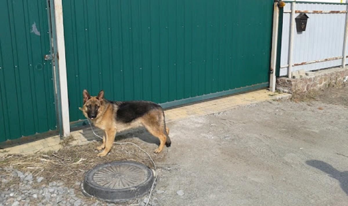 "Втікали городами, спускали собак": жителі ОТГ на Рівненщині шокували медиків дикунством - Україна новини - 24 Канал "Втікали городами, спускали собак": жителі ОТГ на Рівненщині шокували медиків дикунством - Україна новини - 24 Канал