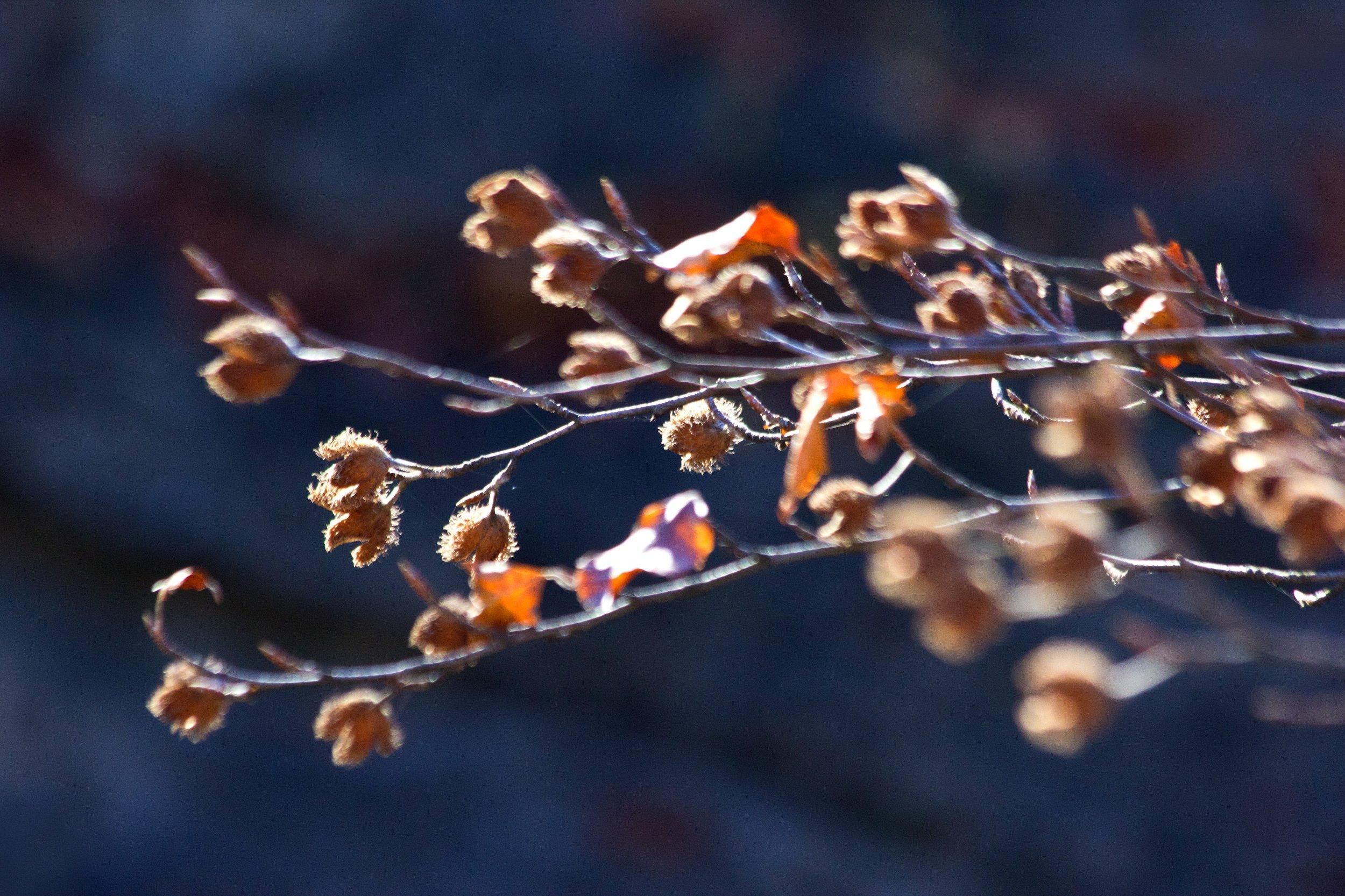 На Львівщину прийшли морози: прогноз погоди на 23 – 27 жовтня - Львів На Львівщину прийшли морози: прогноз погоди на 23 – 27 жовтня - Львів