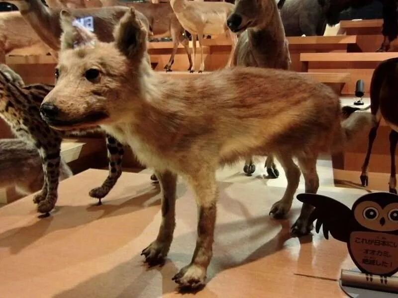 Все собаки произошли от японского волка