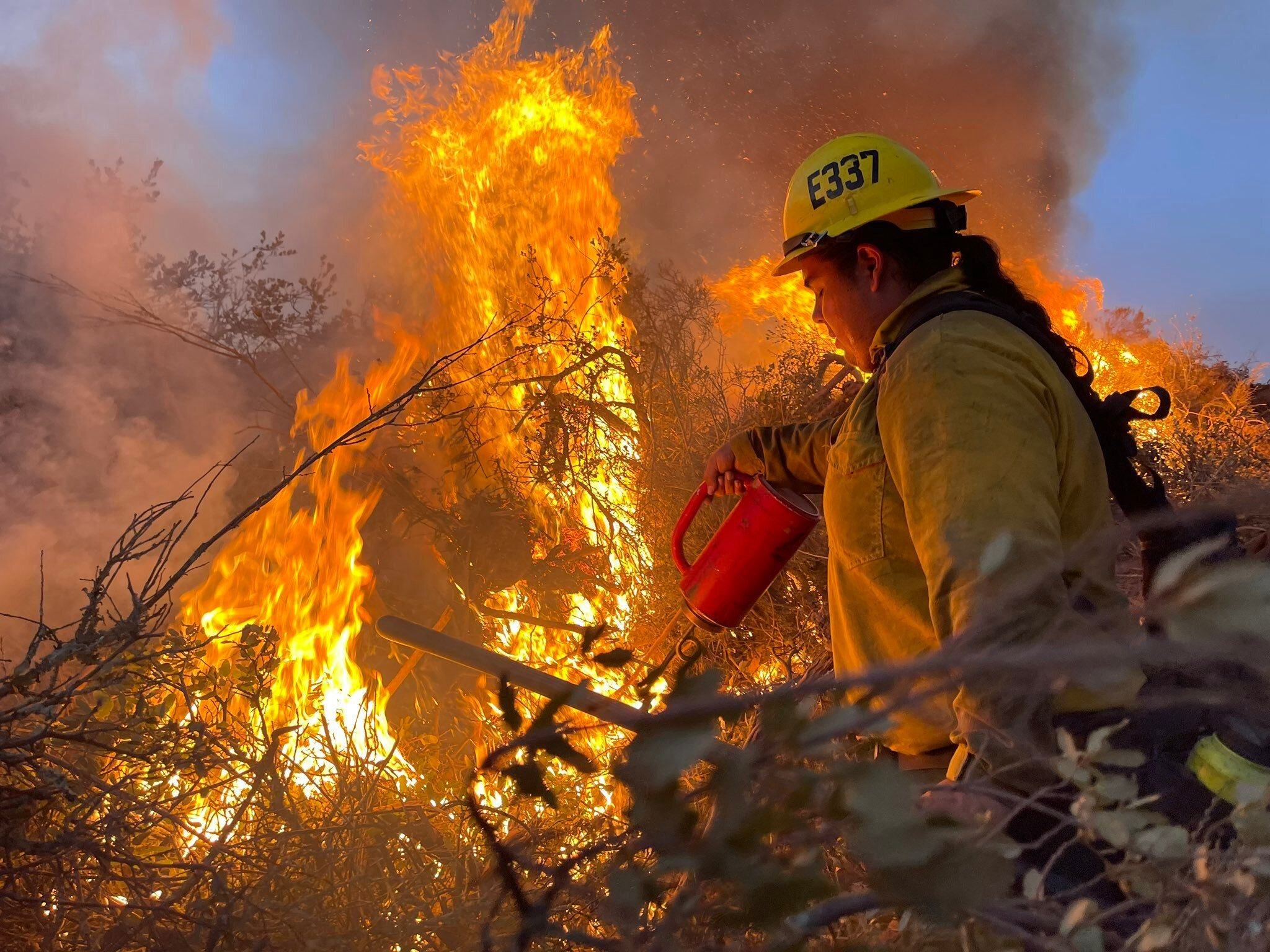 У Каліфорнії доведеться знищити 10 тисяч дерев після масштабних лісових пожеж - 24 Канал