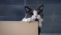 Чому коти люблять ховатися і коли це свідчить про стрес