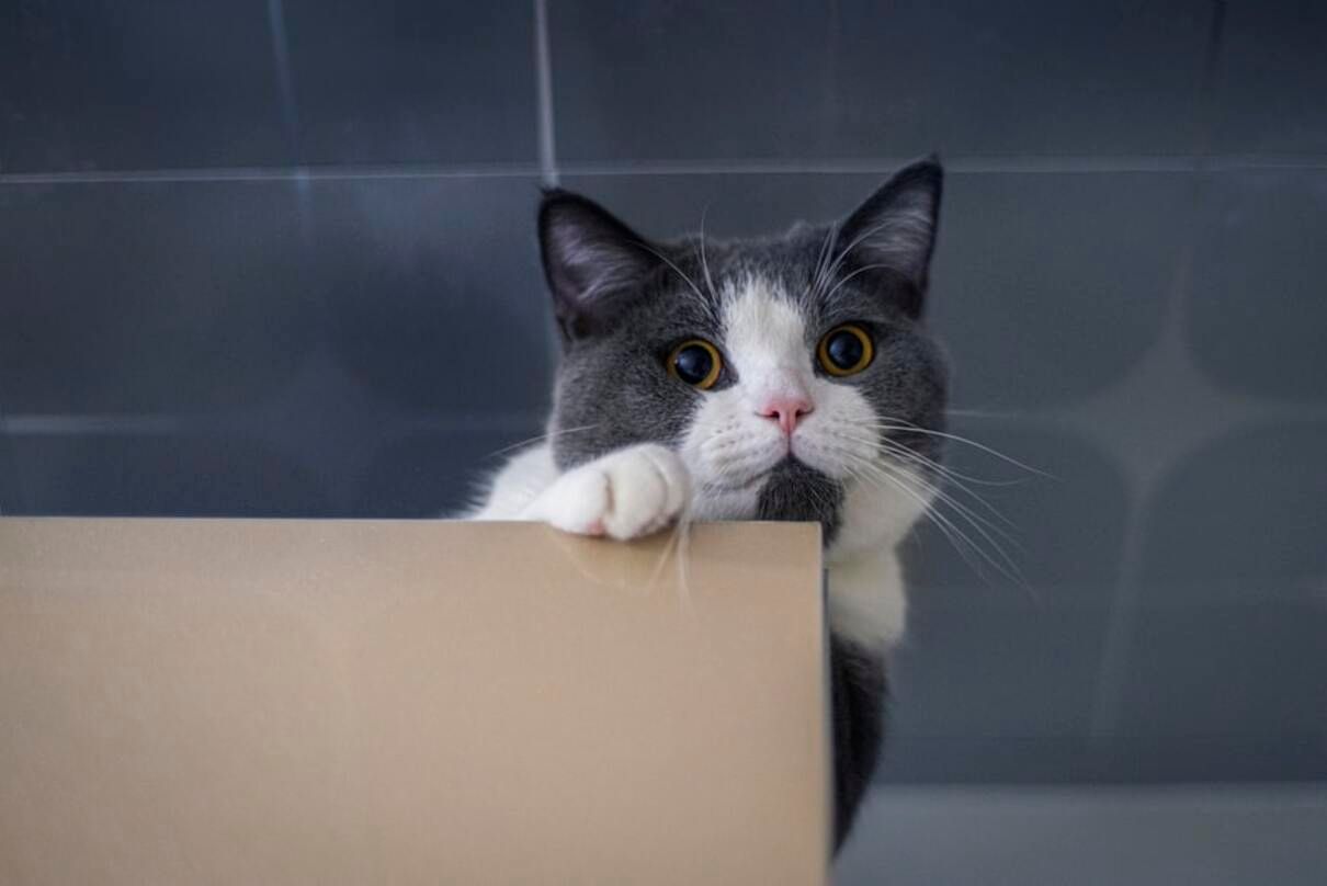 Почему коты любят прятаться и когда это свидетельствует о стрессе