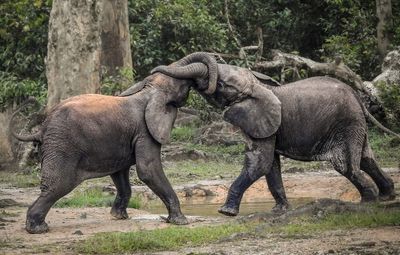Африканські слони еволюціонували через браконьєрів