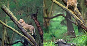 Чому лев намагався заховатися від буйволів на дереві: вражаючі кадри хижака