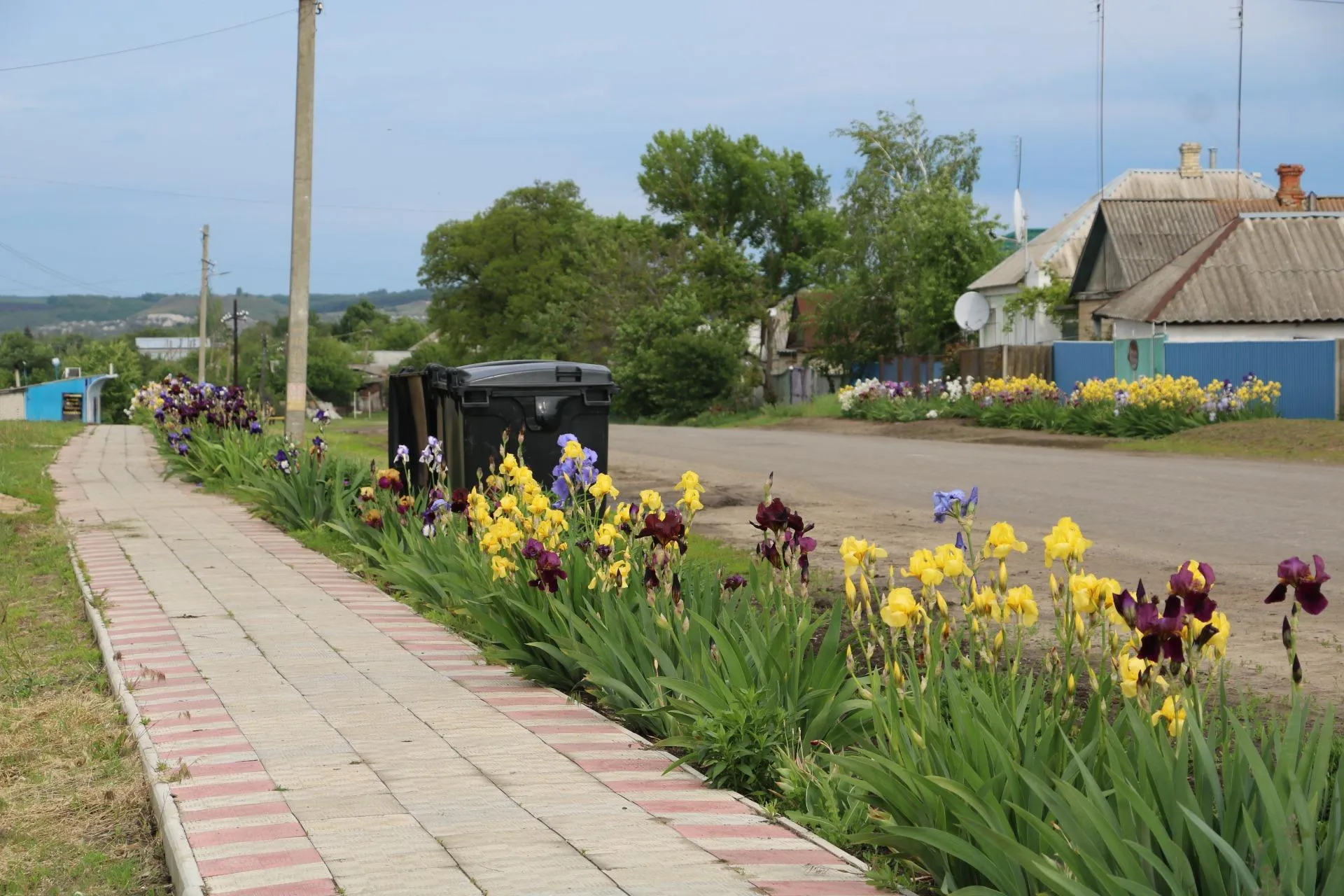 іриси іриси