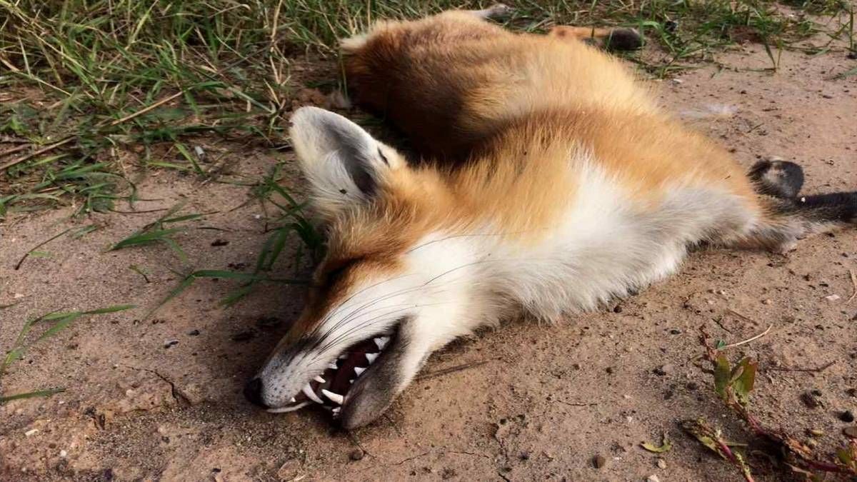 В двух населенных пунктах Львовской области обнаружили бешенство В двух населенных пунктах Львовской области обнаружили бешенство