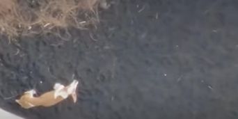 На Канарах спасли 4 собак, которые месяц пробыли в плену лавы