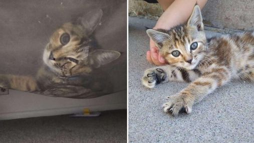 Дитина жалілася на монстра під ліжком: ким виявився "страшний" звір – кумедні фото