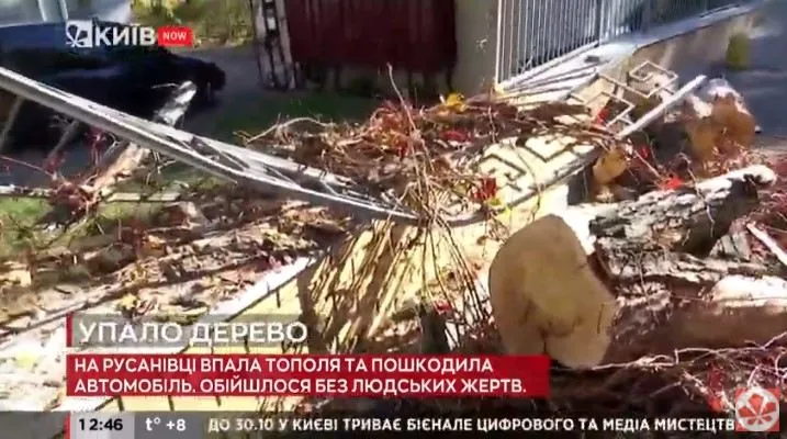 На Русанівці впала тополя, дерево ледь не вбило двох людей біля ЖК Касіопея