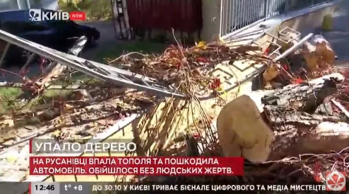 На Русанівці впала тополя, дерево ледь не вбило двох людей біля ЖК Касіопея На Русанівці впала тополя, дерево ледь не вбило двох людей біля ЖК Касіопея