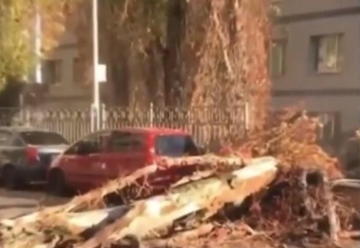 На Русановке гигантский тополь едва не убил двух человек: жуткие кадры падения На Русановке гигантский тополь едва не убил двух человек: жуткие кадры падения