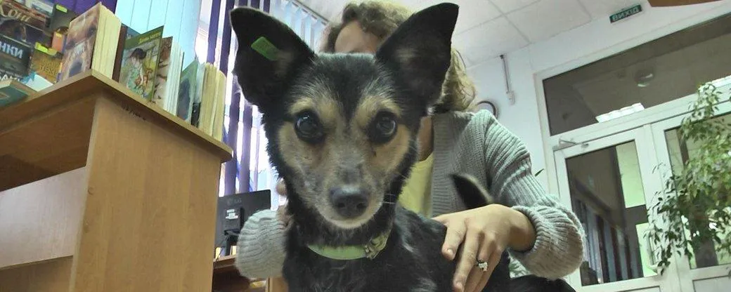 Луцьк, безпритульні тварини Луцьк, безпритульні тварини