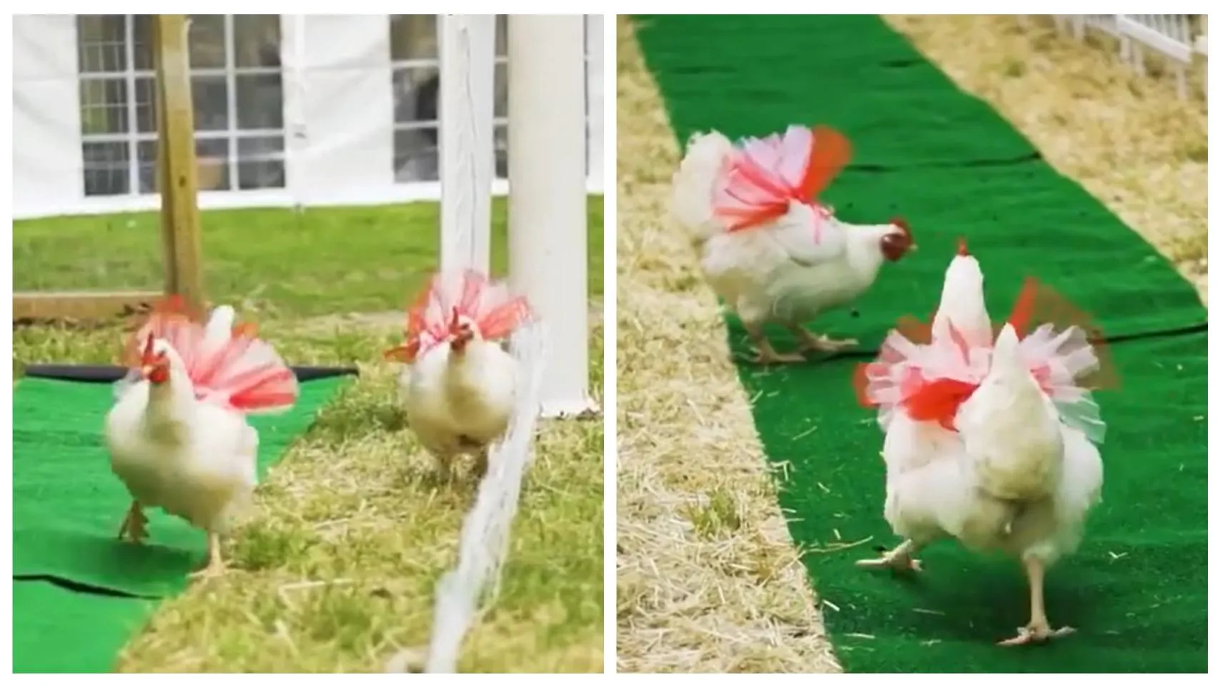Навіть курей одягнули у святкове вбрання Навіть курей одягнули у святкове вбрання