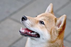 Криптовалюта Shiba inu злетіла до рекордного рівня: яка петиція стала головним імпульсом