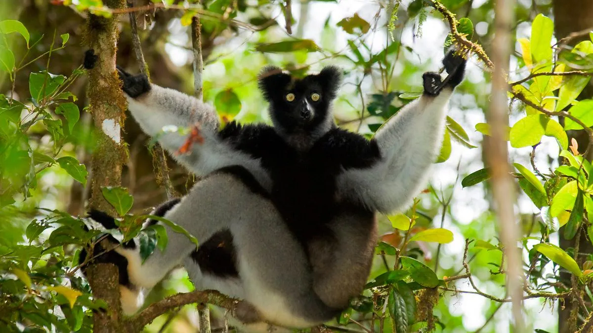Лемур Индри Лемур Индри