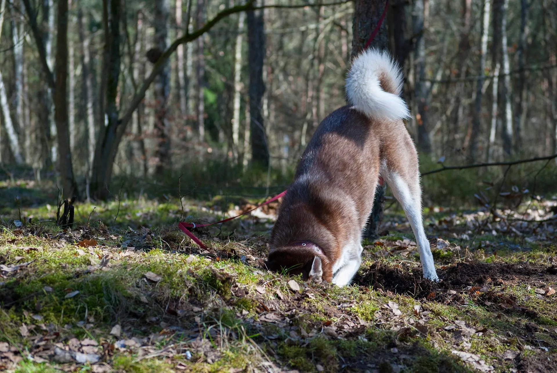 Собака у лісі