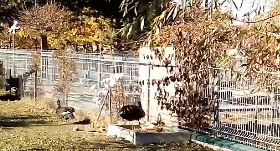 В винницком зоопарке вылупились черные лебеди