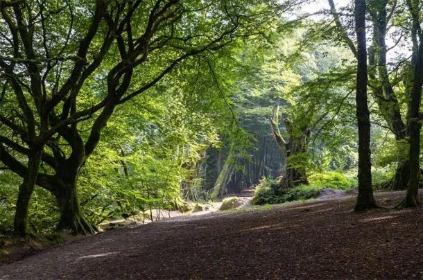 Зануритися в історію: у Великій Британії продають кельтське містечко залізної доби Зануритися в історію: у Великій Британії продають кельтське містечко залізної доби