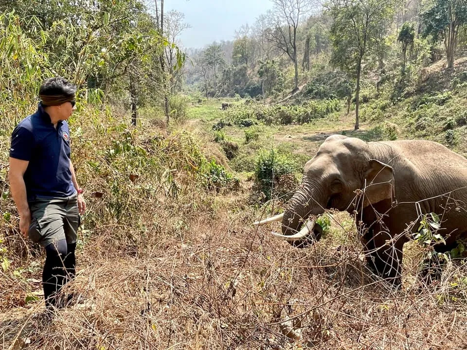 Зустріч слона та ветеринара