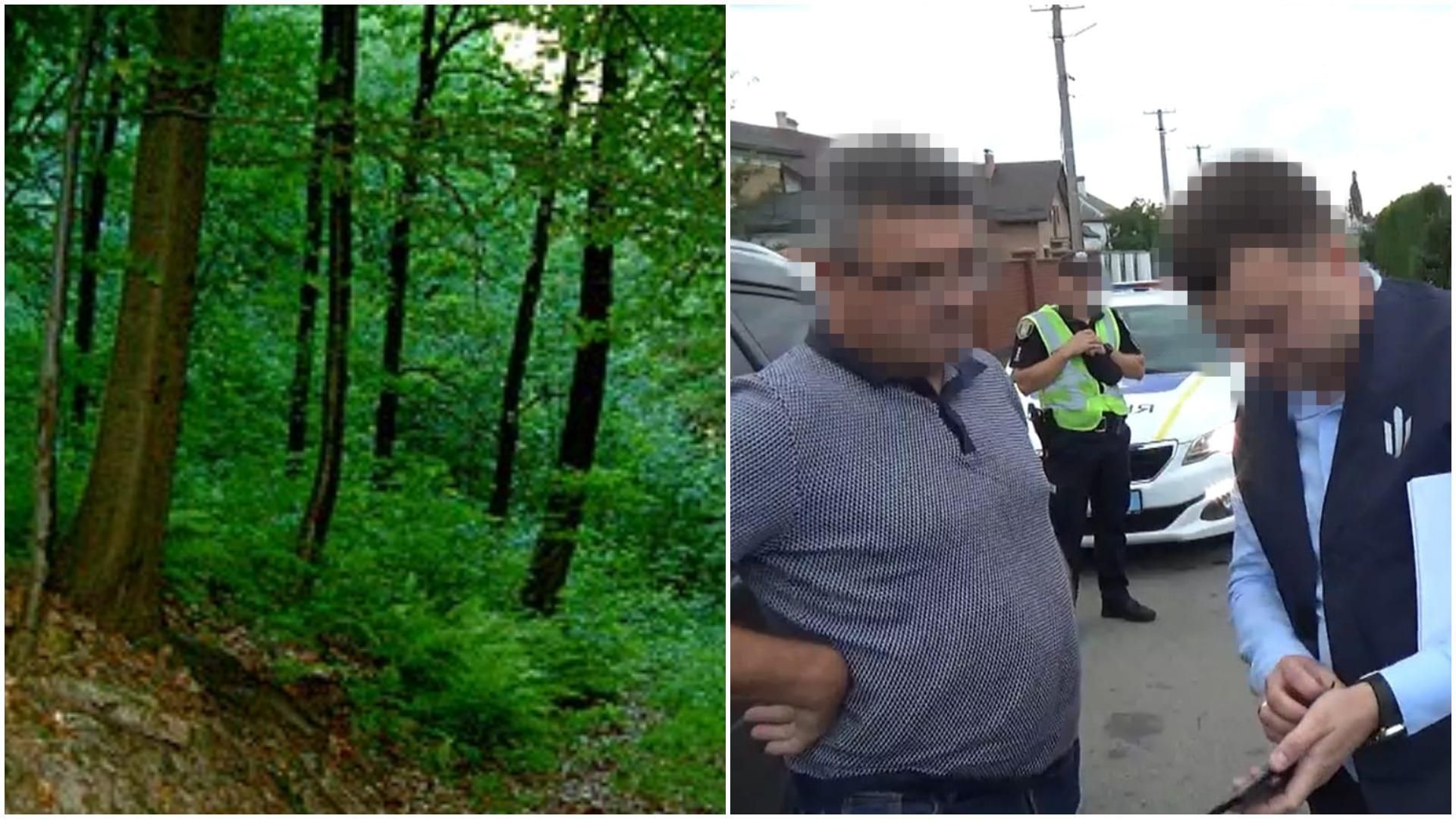 Незаконно вырубали лес в национальных парках: на Тернопольщине будут судить чиновника