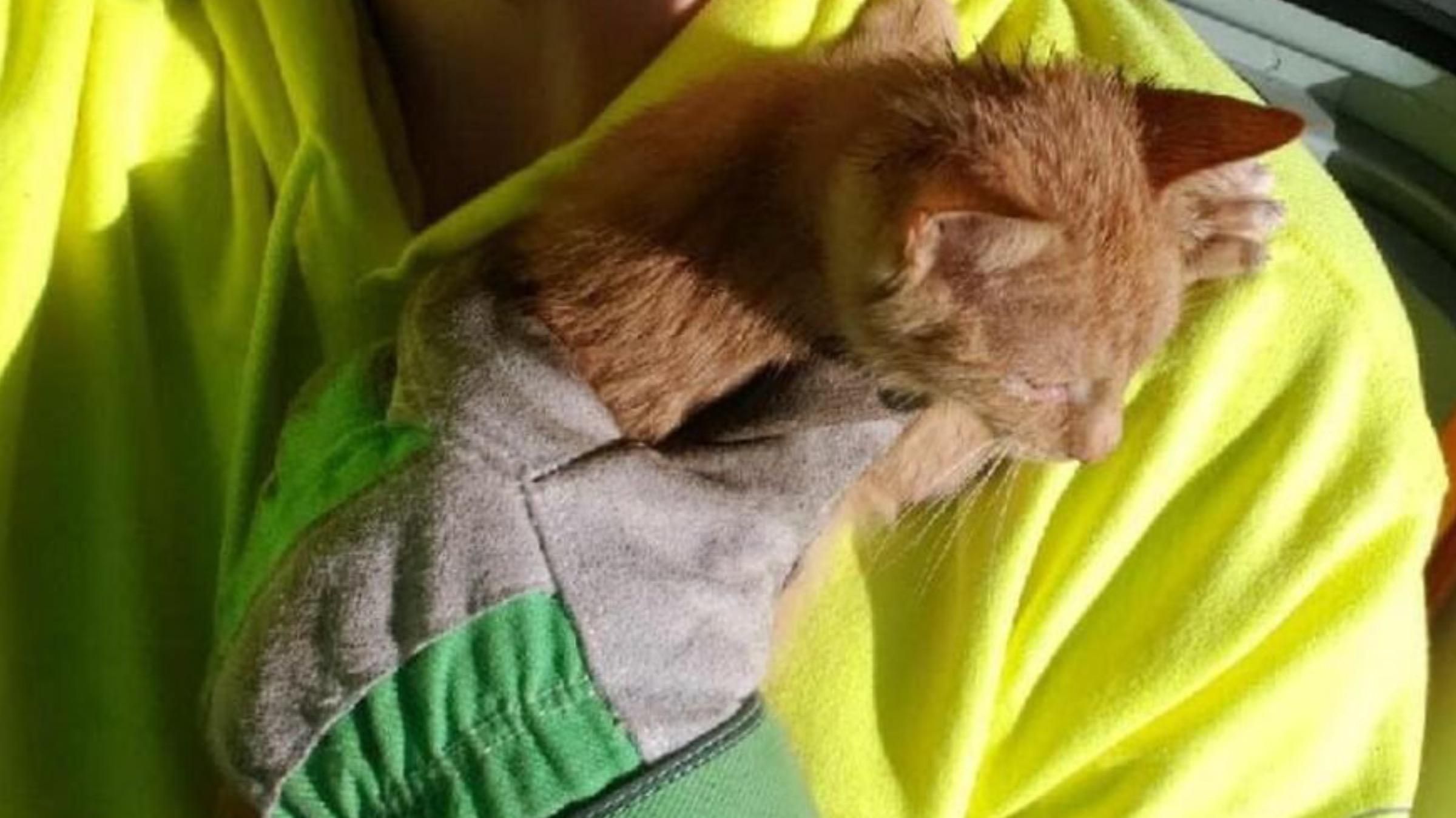Хотели верить, что это на самом деле игрушка: мужчины спасли котенка из мусорного бака
