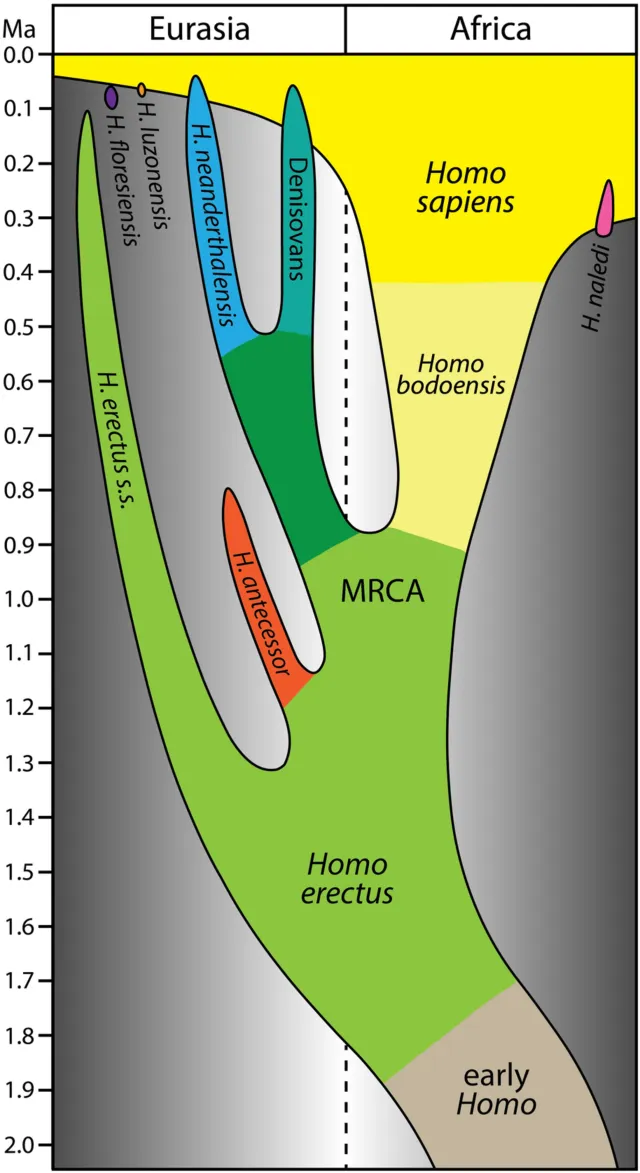 Homo bodoensis