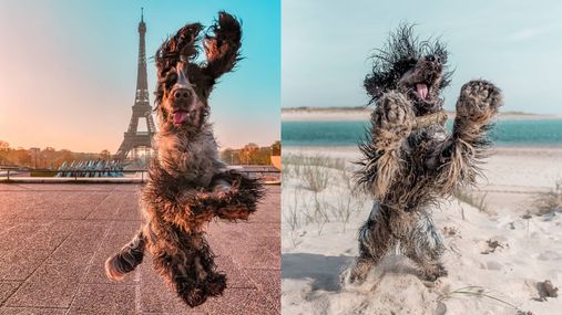 Стрибає на ліжку та на фоні Ейфелевої вежі: завдяки своєму хобі пес став зіркою соцмереж