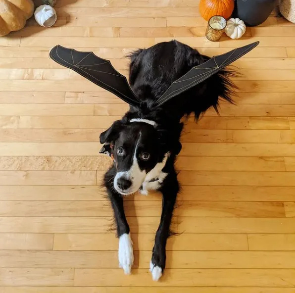 Костюми для тварин на Геловін Костюми для тварин на Геловін