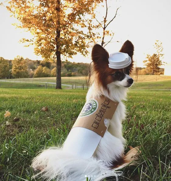 Костюми для тварин на Геловін Костюми для тварин на Геловін