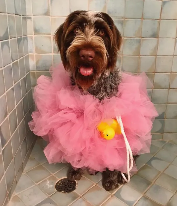 Костюми для тварин на Геловін Костюми для тварин на Геловін