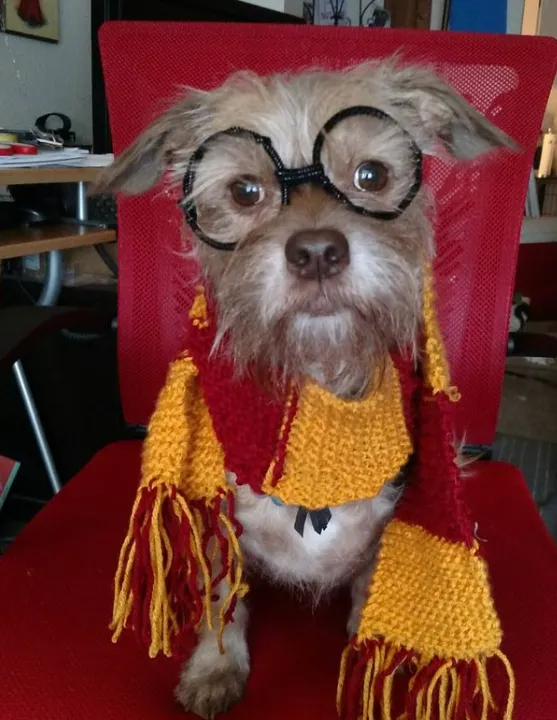 Костюми для тварин на Геловін Костюми для тварин на Геловін