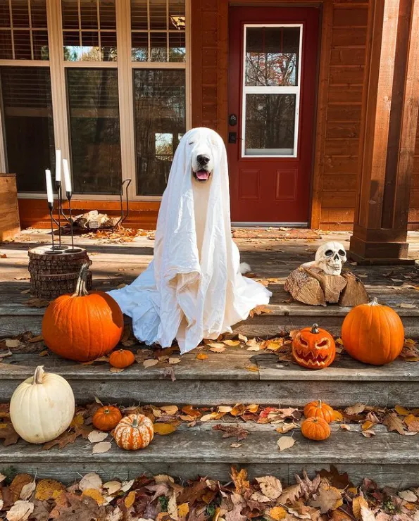 Костюми для тварин на Геловін Костюми для тварин на Геловін