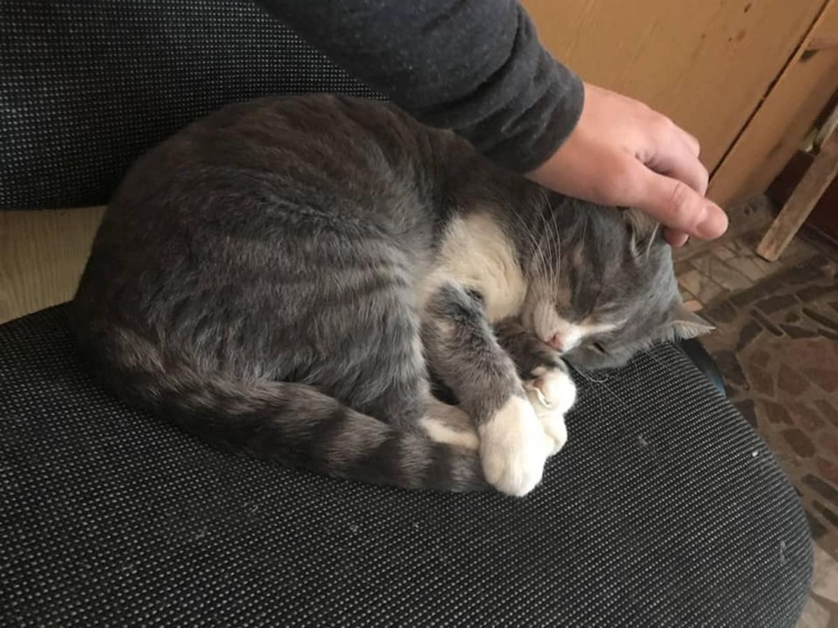 Голосують навіть хвостаті: у мережі показали кумедні фото улюбленців з виборчих дільниць Харкова - Новини Харкова - 24 Канал Голосують навіть хвостаті: у мережі показали кумедні фото улюбленців з виборчих дільниць Харкова - Новини Харкова - 24 Канал